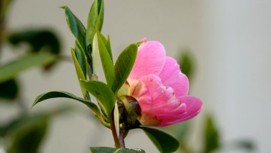 Flower Plant Pink Flora