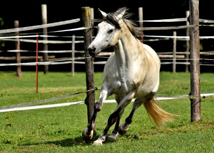 Horse Mane Horse Like Mammal Stallion photo