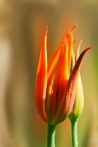 Flower Bud Plant Tulip