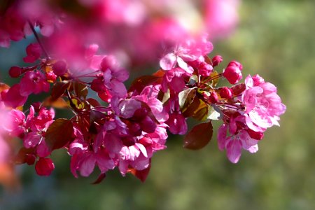 Pink Flower Blossom Flora