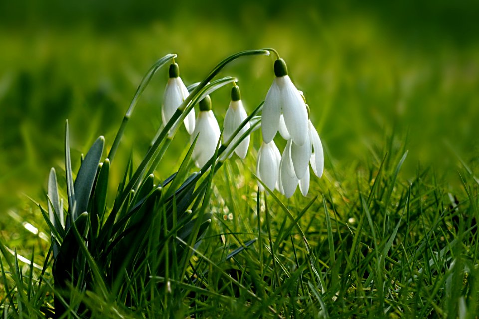 Galanthus Plant Flower Grass
