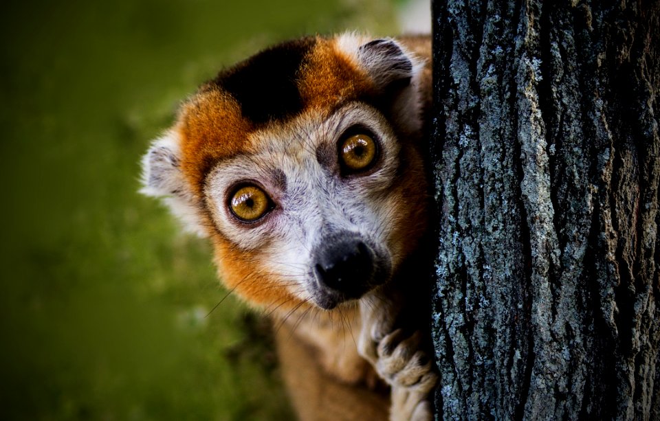 Fauna Mammal Wildlife Lemur