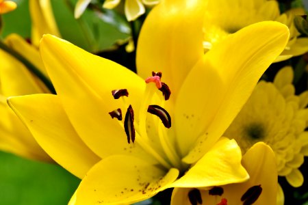 Flower Yellow Lily Flora photo