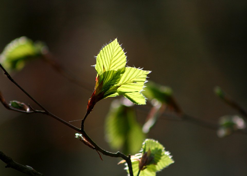 Leaf Branch Vegetation Twig