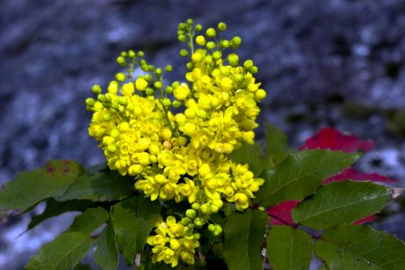 Plant Mahonia Flora Oregon Grape