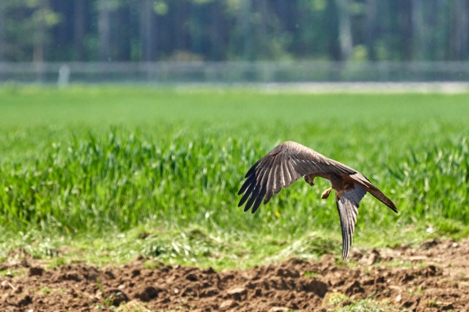 Ecosystem Fauna Bird Nature Reserve