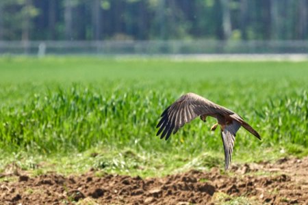 Ecosystem Fauna Bird Nature Reserve