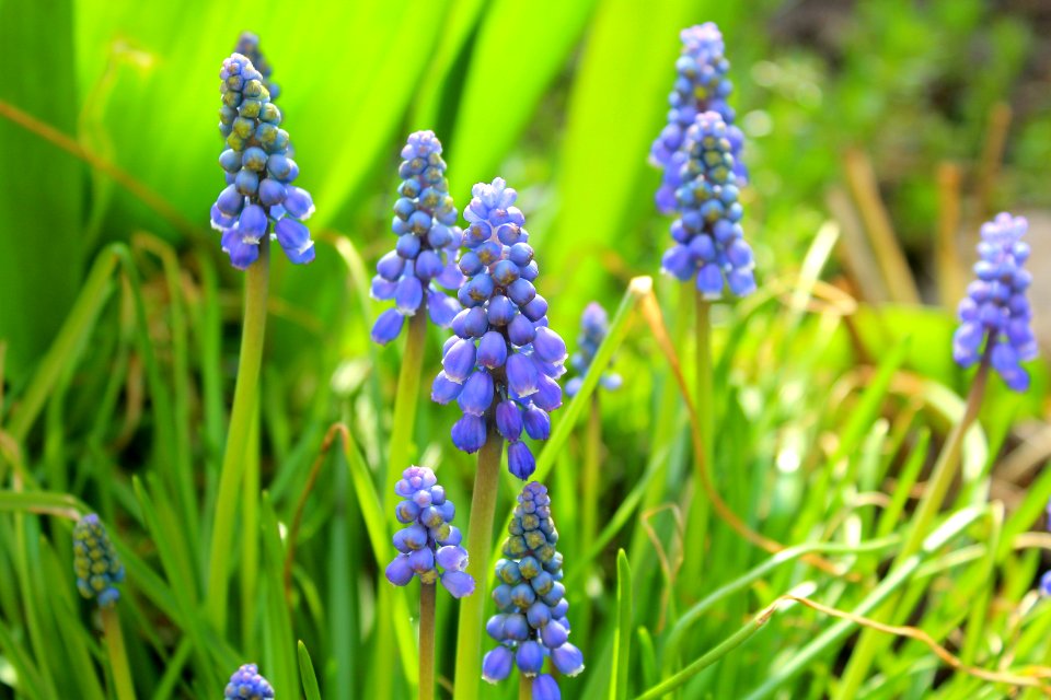 Plant Flower Flora Spring