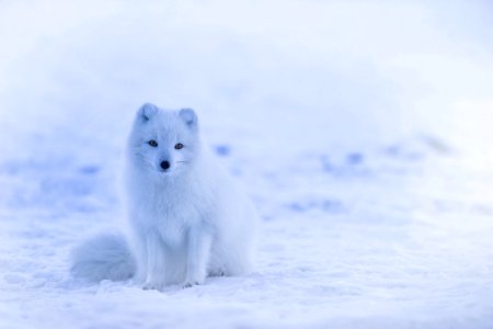 Arctic Fox Dog Like Mammal Mammal Fox photo