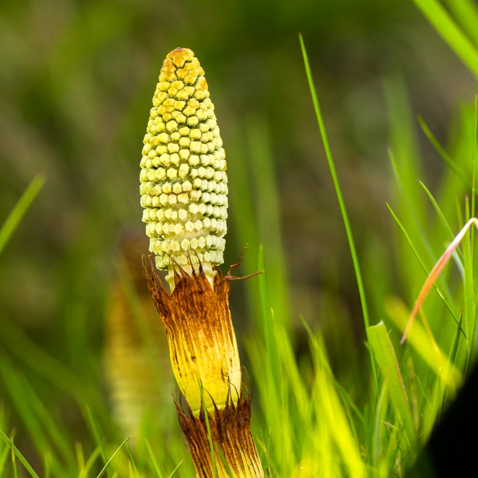 Vegetation Close Up Grass Grass Family