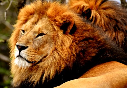 Wildlife Lion Mammal Terrestrial Animal photo