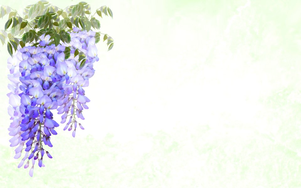Flower Lilac Purple Violet