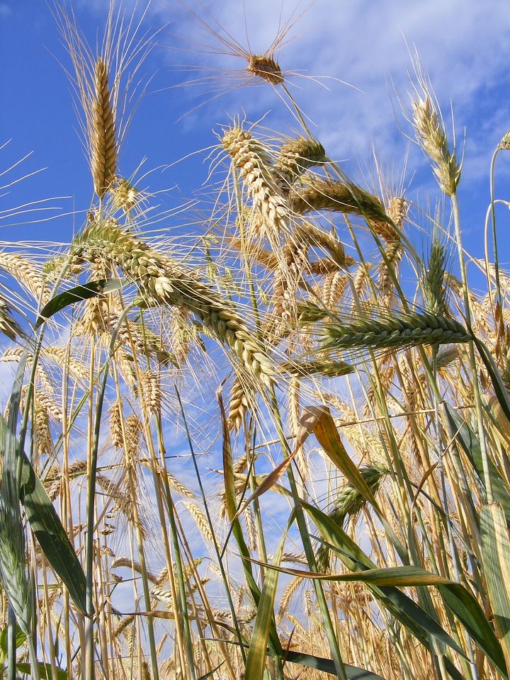 Close-up ear grain
