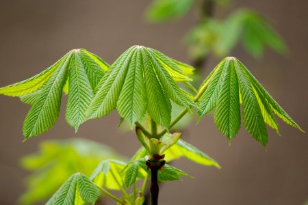 Leaf Plant Tree Plant Stem