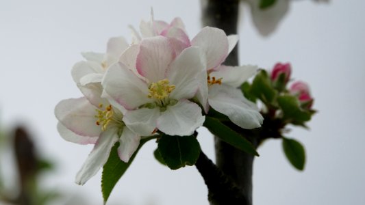 Blossom Flower Branch Spring photo