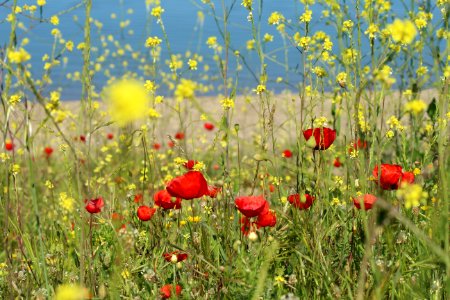 Flower Ecosystem Wildflower Meadow photo