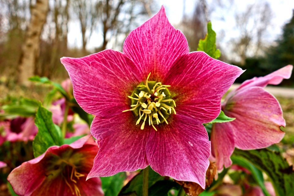 Flower Plant Flora Flowering Plant