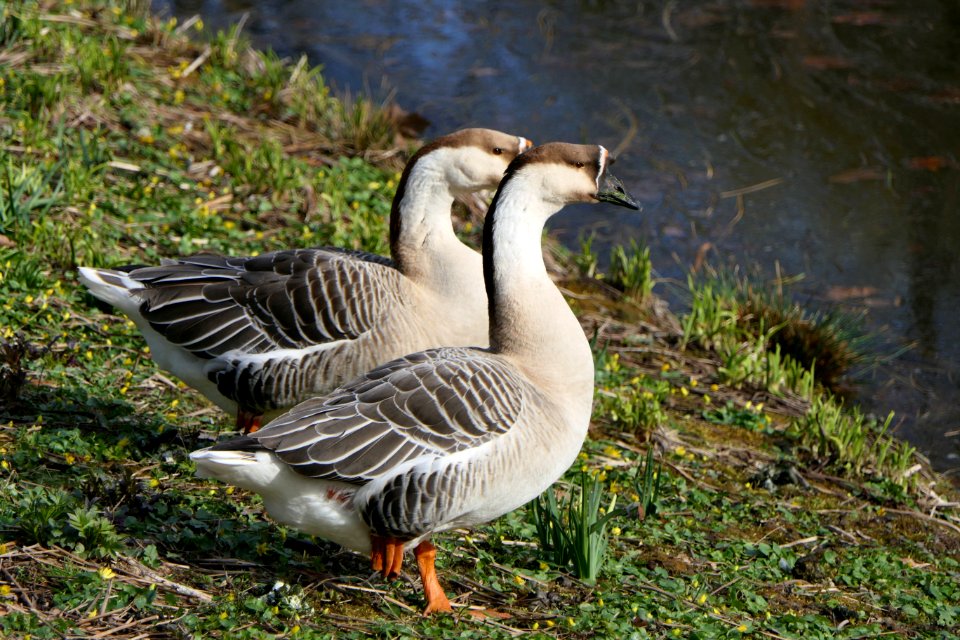 Bird Goose Ecosystem Fauna