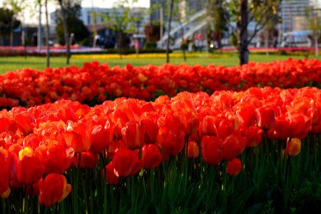 Plant Flower Flowering Plant Tulip photo