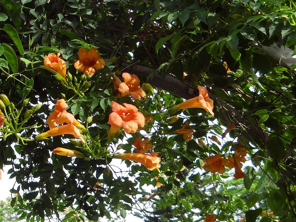 Campsis chinensis flower india
