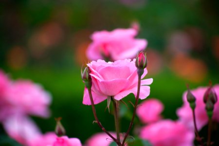 Flower Rose Family Pink Rose