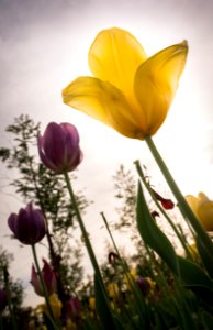 Flower Plant Flowering Plant Yellow