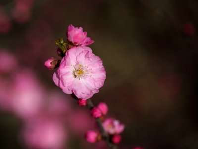 Flower Blossom Pink Flora photo
