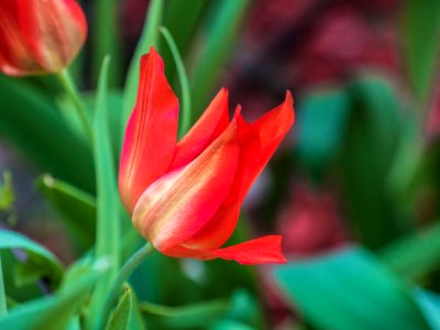 Flower Plant Tulip Flowering Plant photo