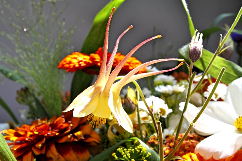 Flower Plant Flora Flowering Plant