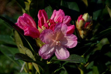 Flower Plant Flowering Plant Flora