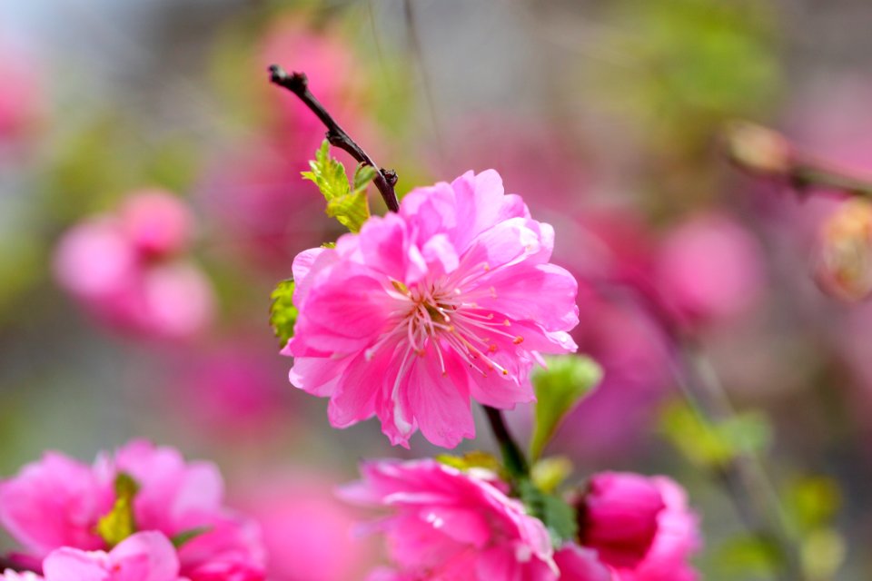 Flower Pink Blossom Flora