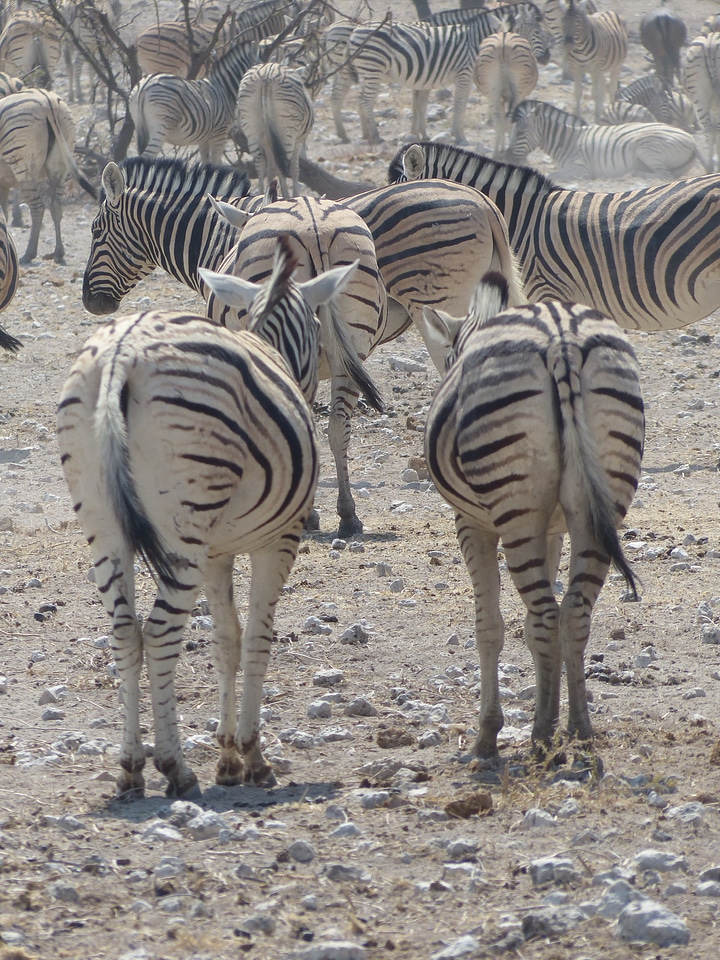 Etosha national park animals flock