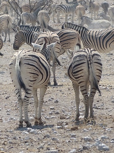 Etosha national park animals flock
