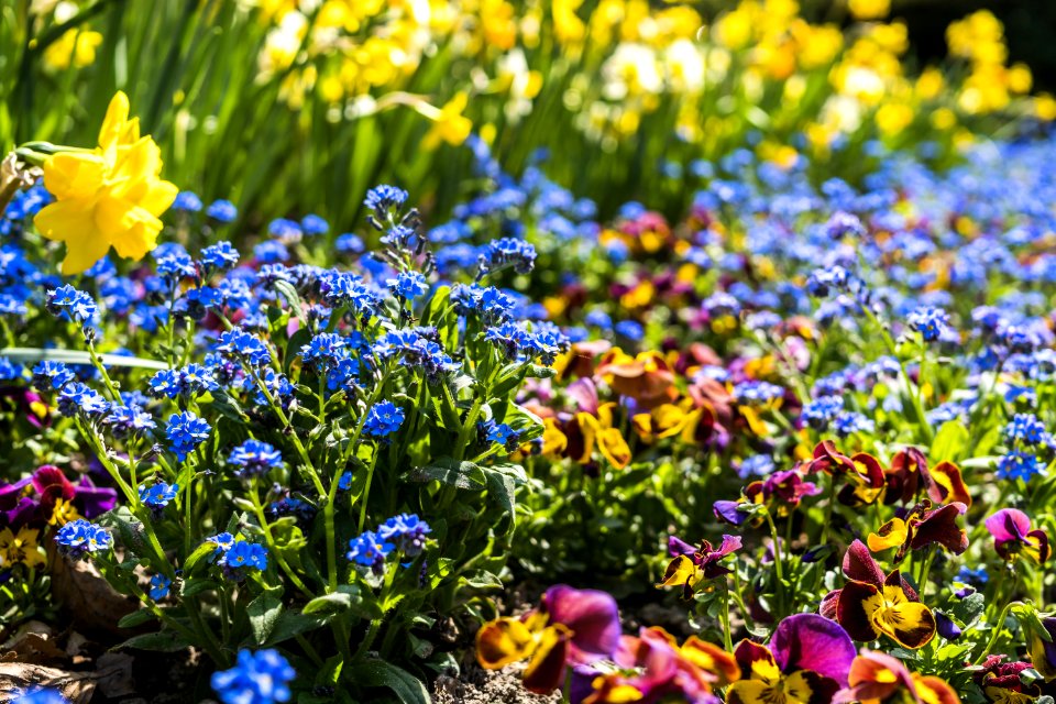 Flower Plant Wildflower Flowering Plant