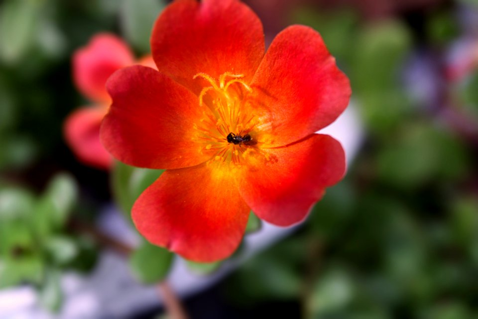 Flower Flowering Plant Flora Petal