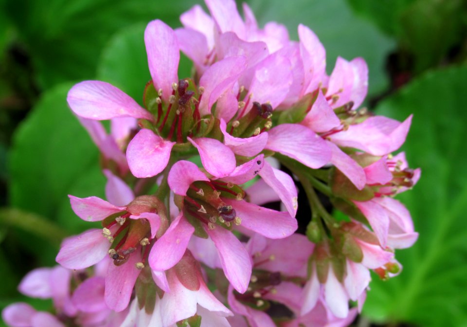 Flower Flora Plant Subshrub