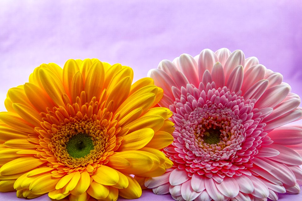 Flower Yellow Gerbera Flowering Plant
