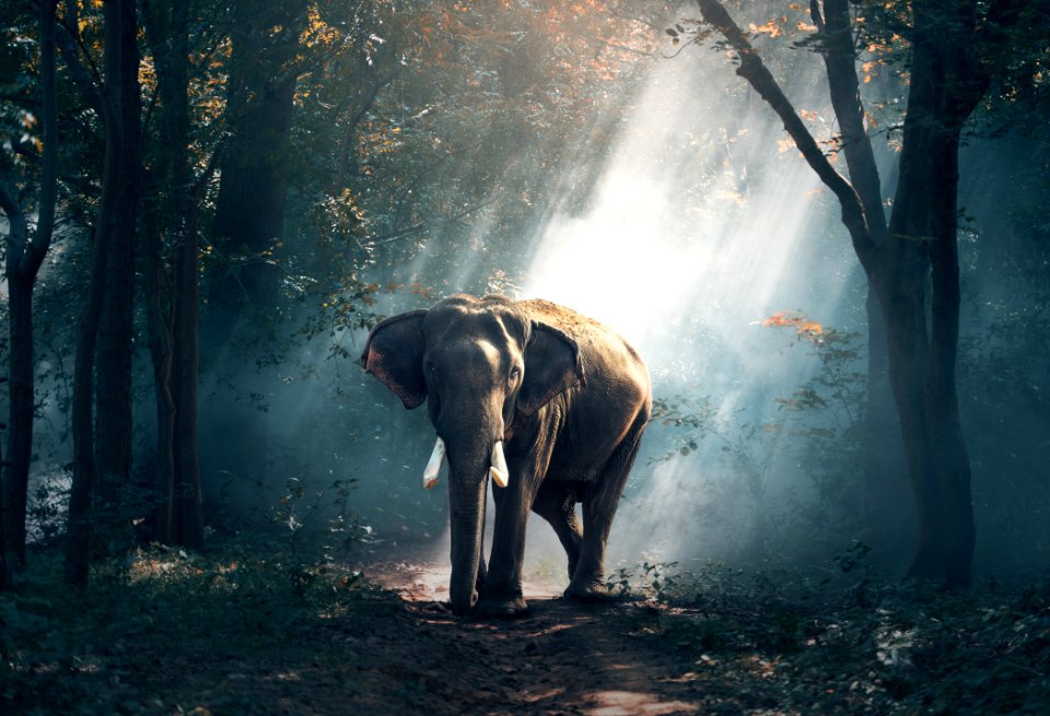 Elephants And Mammoths Mammal Indian Elephant Vertebrate