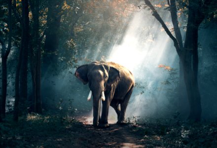 Elephants And Mammoths Mammal Indian Elephant Vertebrate