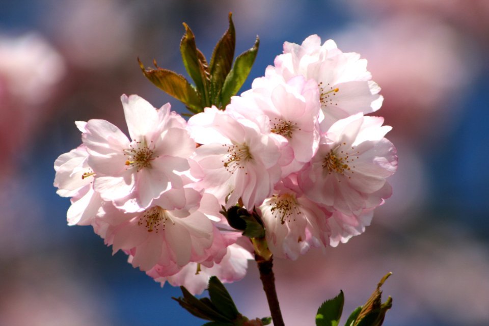 Flower Blossom White Pink photo