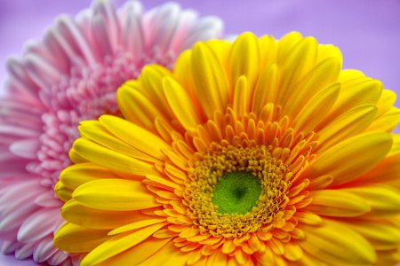 Flower Yellow Gerbera Close Up photo