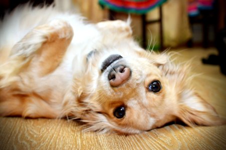 Dog Dog Breed Dog Like Mammal Dog Breed Group