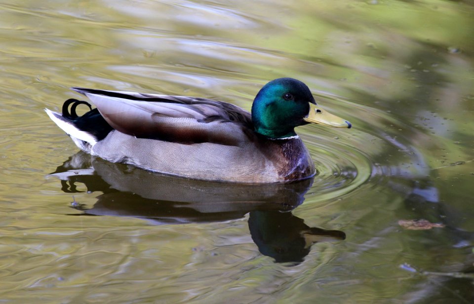 Bird Duck Mallard Water