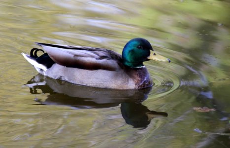 Bird Duck Mallard Water photo