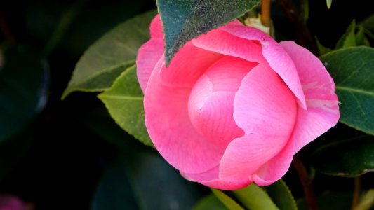 Flower Plant Japanese Camellia Close Up
