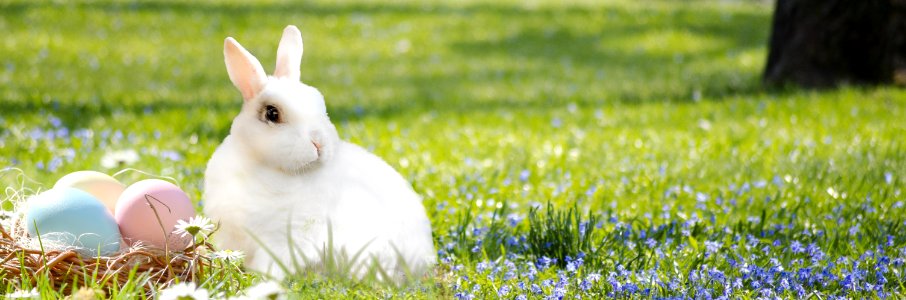 Mammal Grass Rabbit Meadow photo