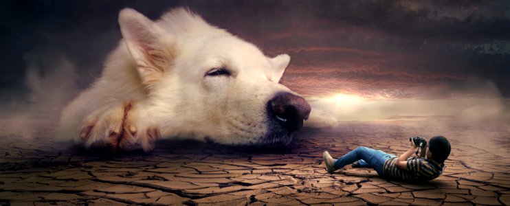 Dog Breed Group Dog Dog Breed Dog Like Mammal