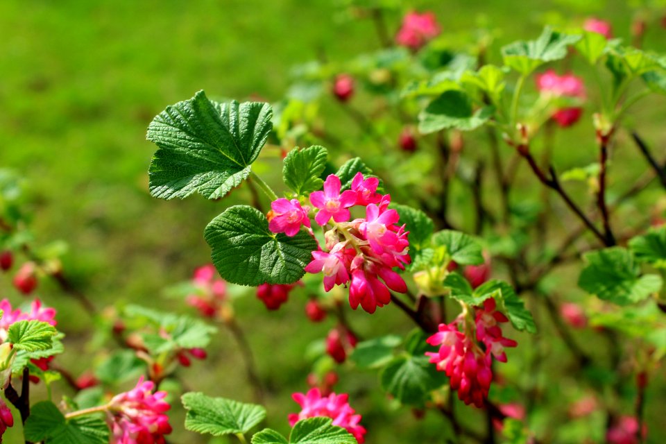 Flower Plant Flora Salmonberry