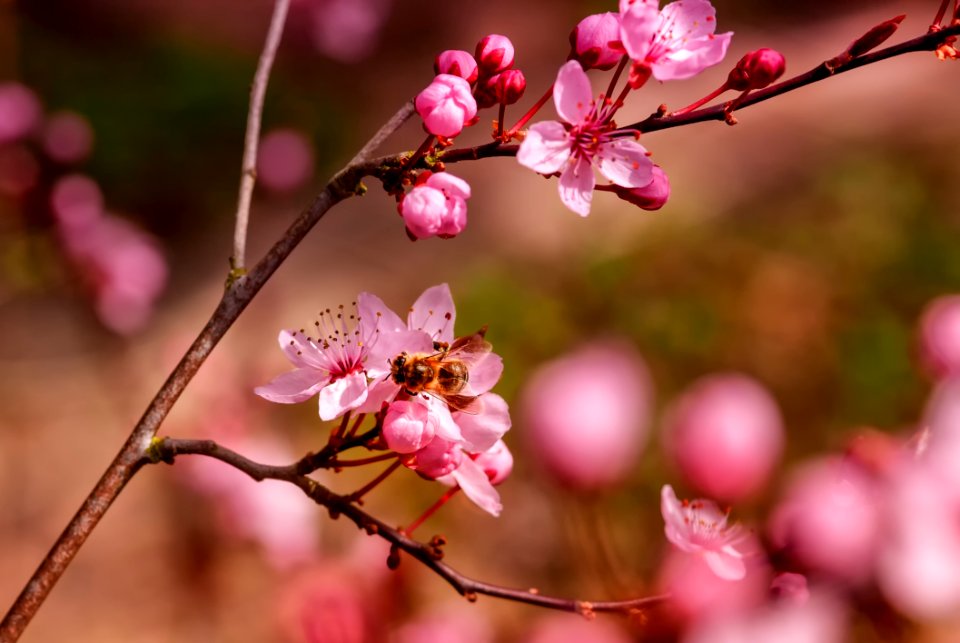 Blossom Branch Pink Cherry Blossom