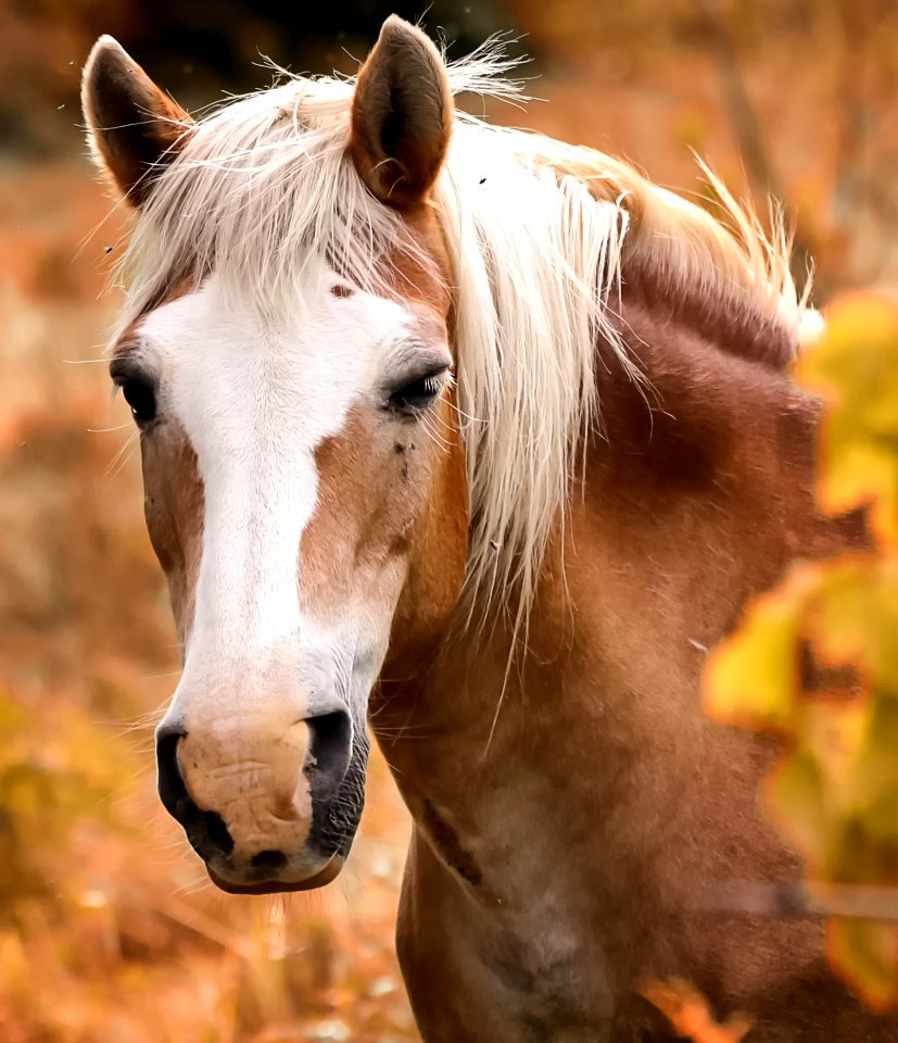 Horse Mane Horse Like Mammal Mustang Horse